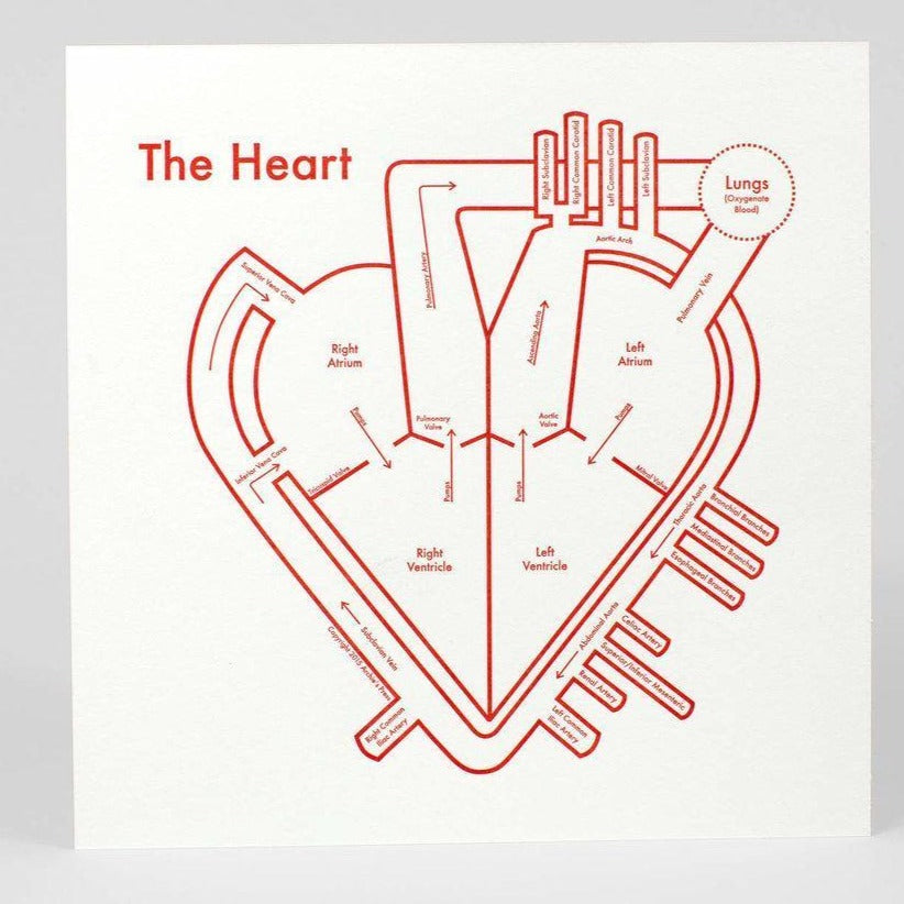 Red and white letterpress of the anatomy of the heart labeled - Austin Gift Shop