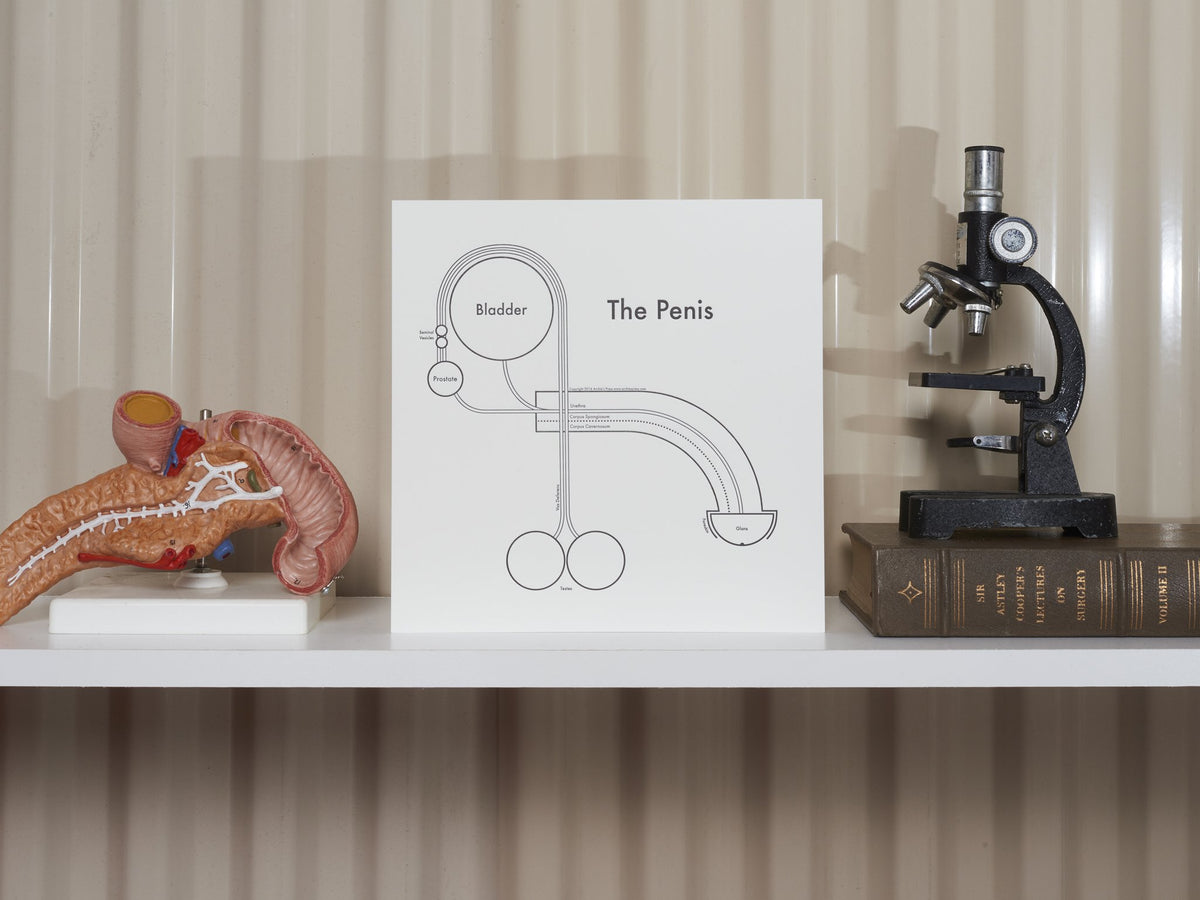 The Penis Print On Shelf - Posters Prints & Visual Artwork