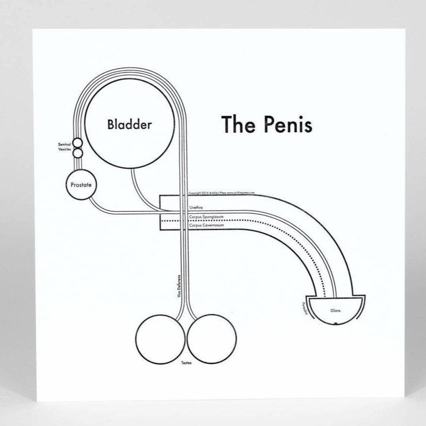 Black and white letterpress diagram of the anatomy of the Penis- Austin Gift Shop