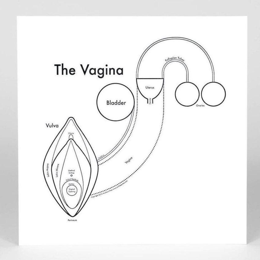 Black and white letterpress diagram of the anatomy of the Vagina - Austin Gift Shop